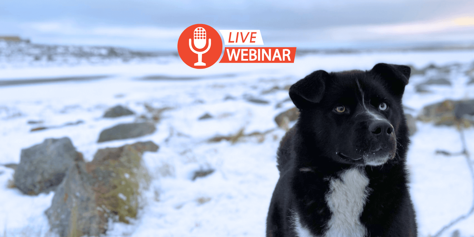 Rabies Day 2026 Webinar - Sept 30 2026