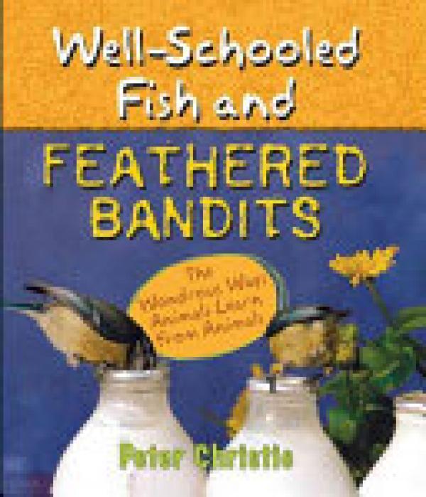 Well-Schooled Fish and Feathered Bandits