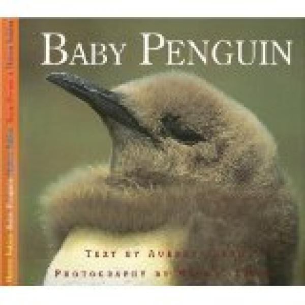 Baby Penguin