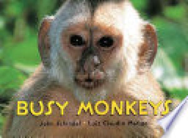 Busy Monkeys