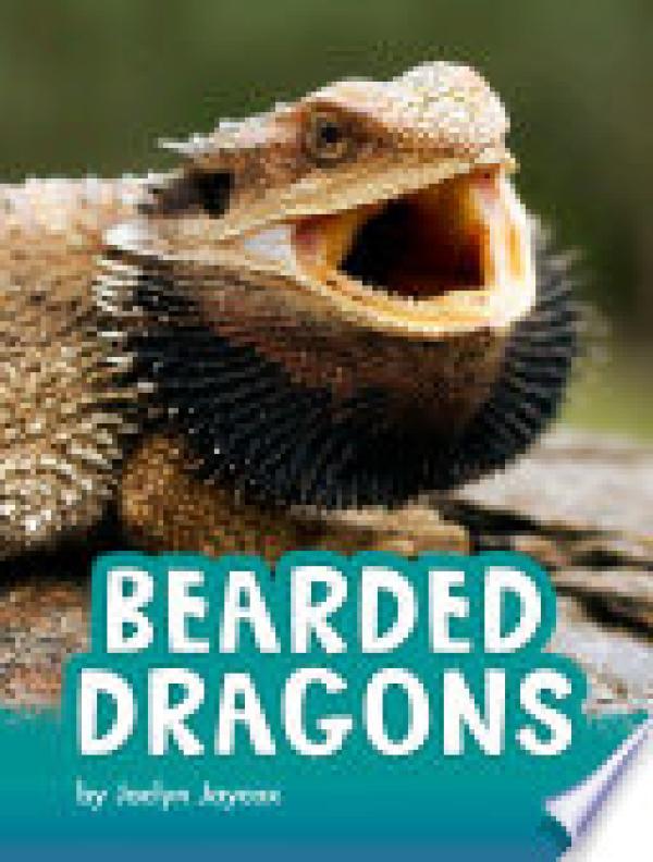 Bearded Dragons