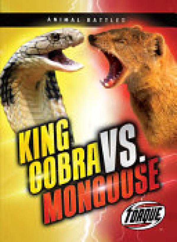 King Cobra VS Mongoose