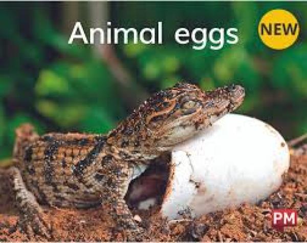 Animal Eggs (Level 2)