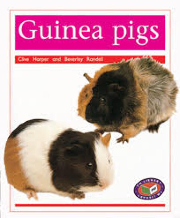 Guinea Pigs (Level 14-15)