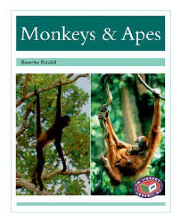 Monkeys & Apes (Level 18-19)