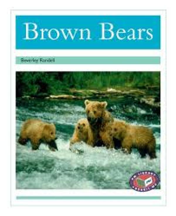 Brown Bears (Level 17)