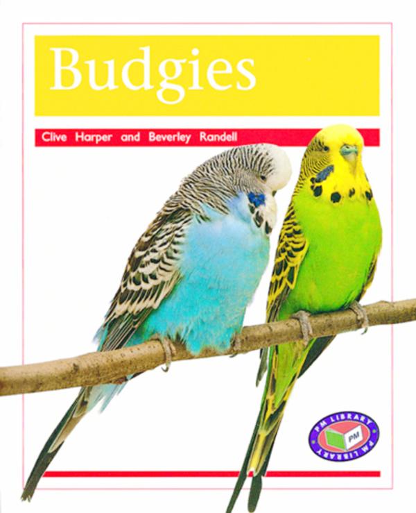 Budgies (Level 16)