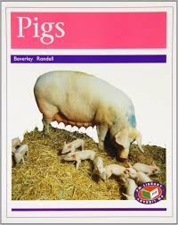 Pigs (Level 19-20)