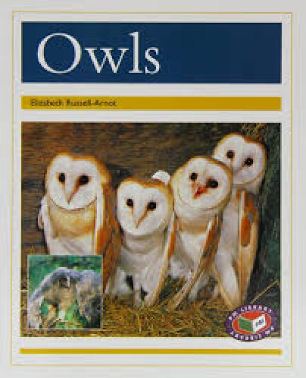 Owls (Level 22)