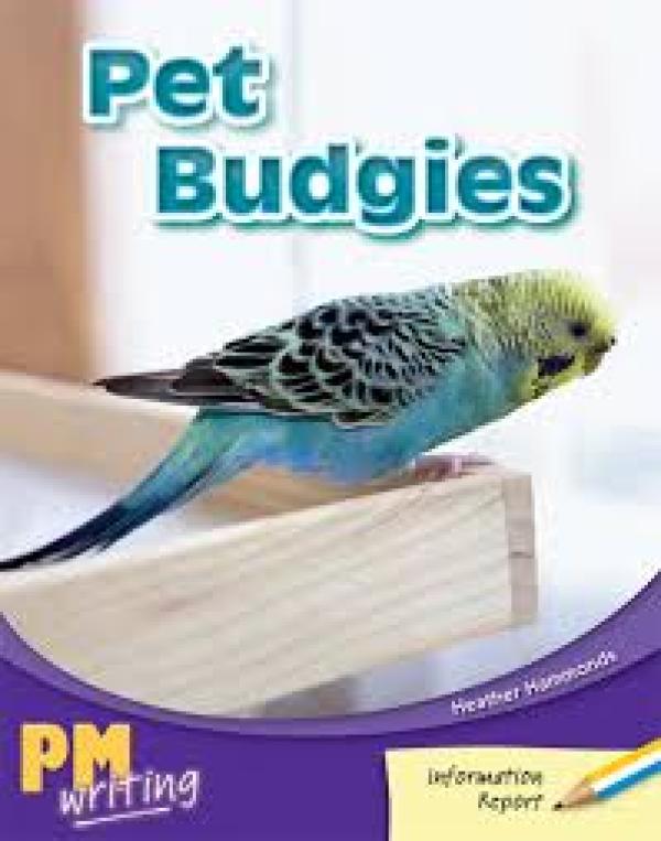 Pet Budgies (Level 8-9)